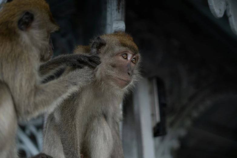 three monkeys in a line looking at the camera