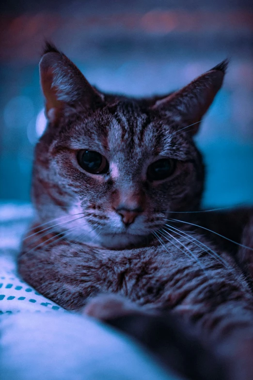 a cat that is laying on a blanket