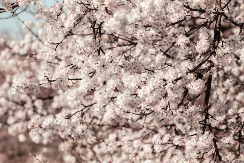 a tree with lots of pink blossoms in a forest