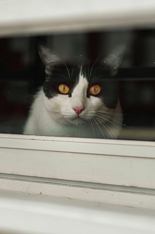 a close up of a cat looking through a window