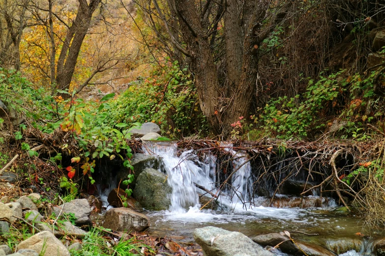 a man with a brown bear is standing by a stream