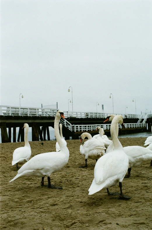 a large flock of white birds standing on the ground near a pier