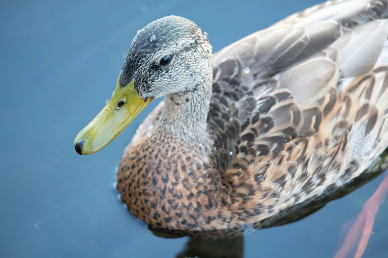 the duck is standing close to a body of water