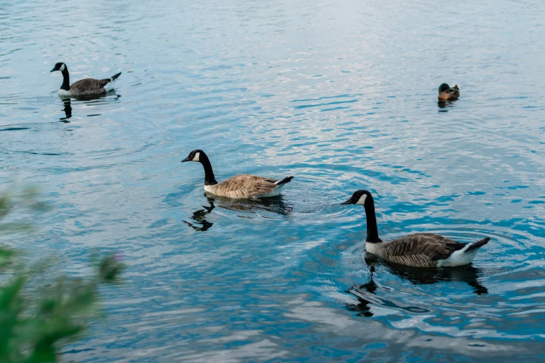 three geese swimming on a blue lake next to a grassy area