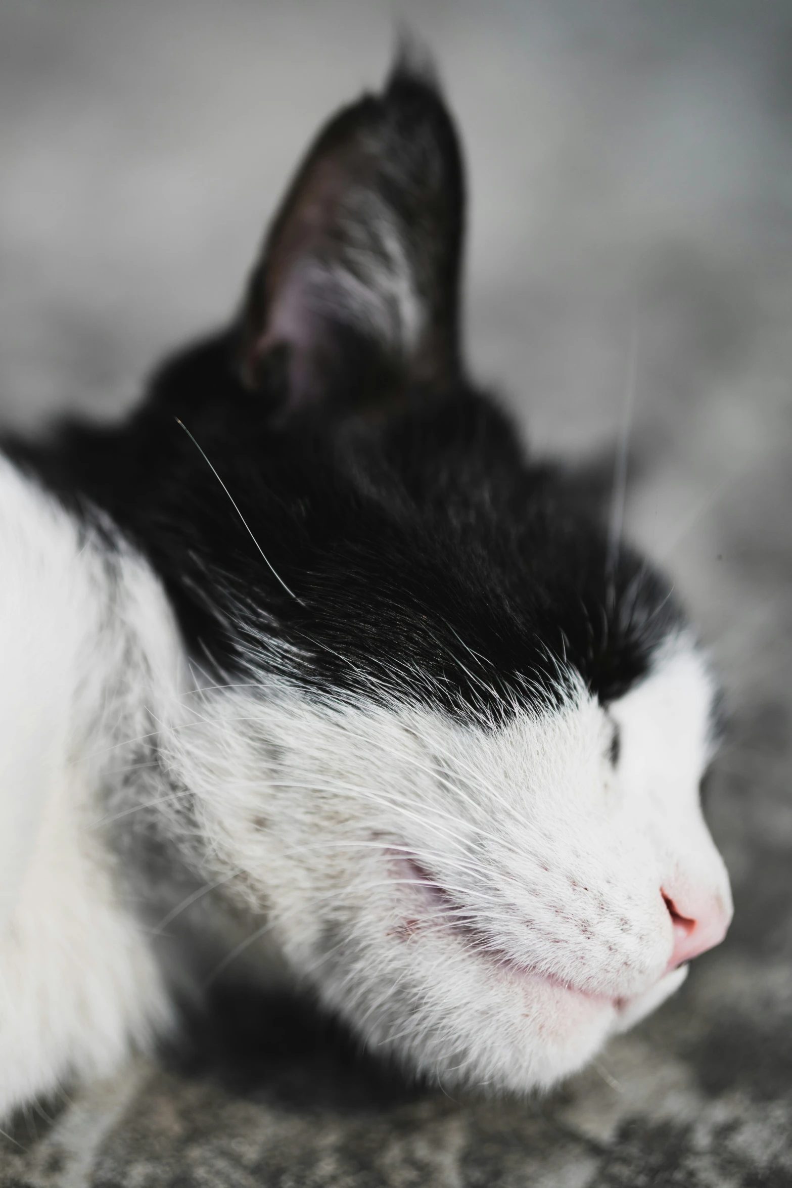 a black and white cat has its head tucked under the covers of his sleeping position