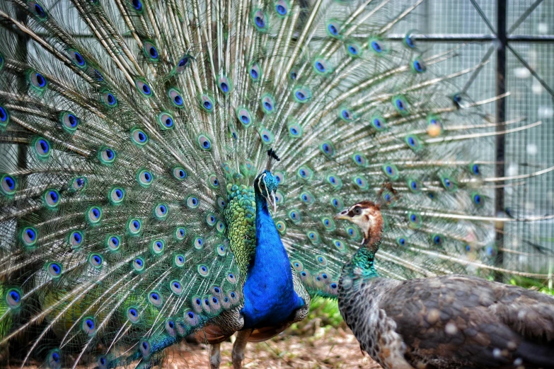 two peacocks with colorful feathers standing next to each other