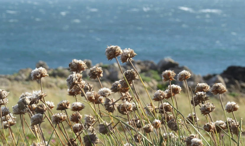 the flowers have been blooming on the coast side