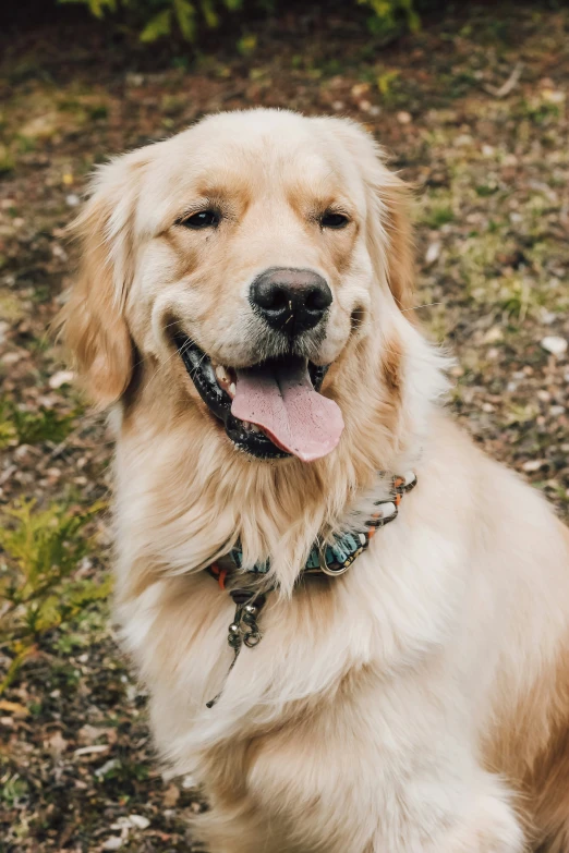 an adorable golden retriever smiles at the camera