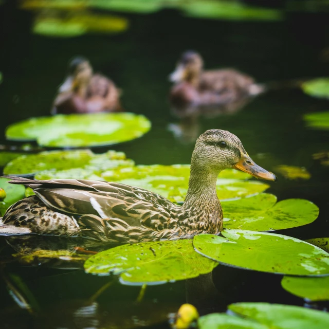 two ducks are swimming in the water and lily pads