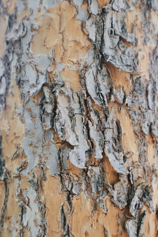 this is a closeup view of the bark of an adult birch tree