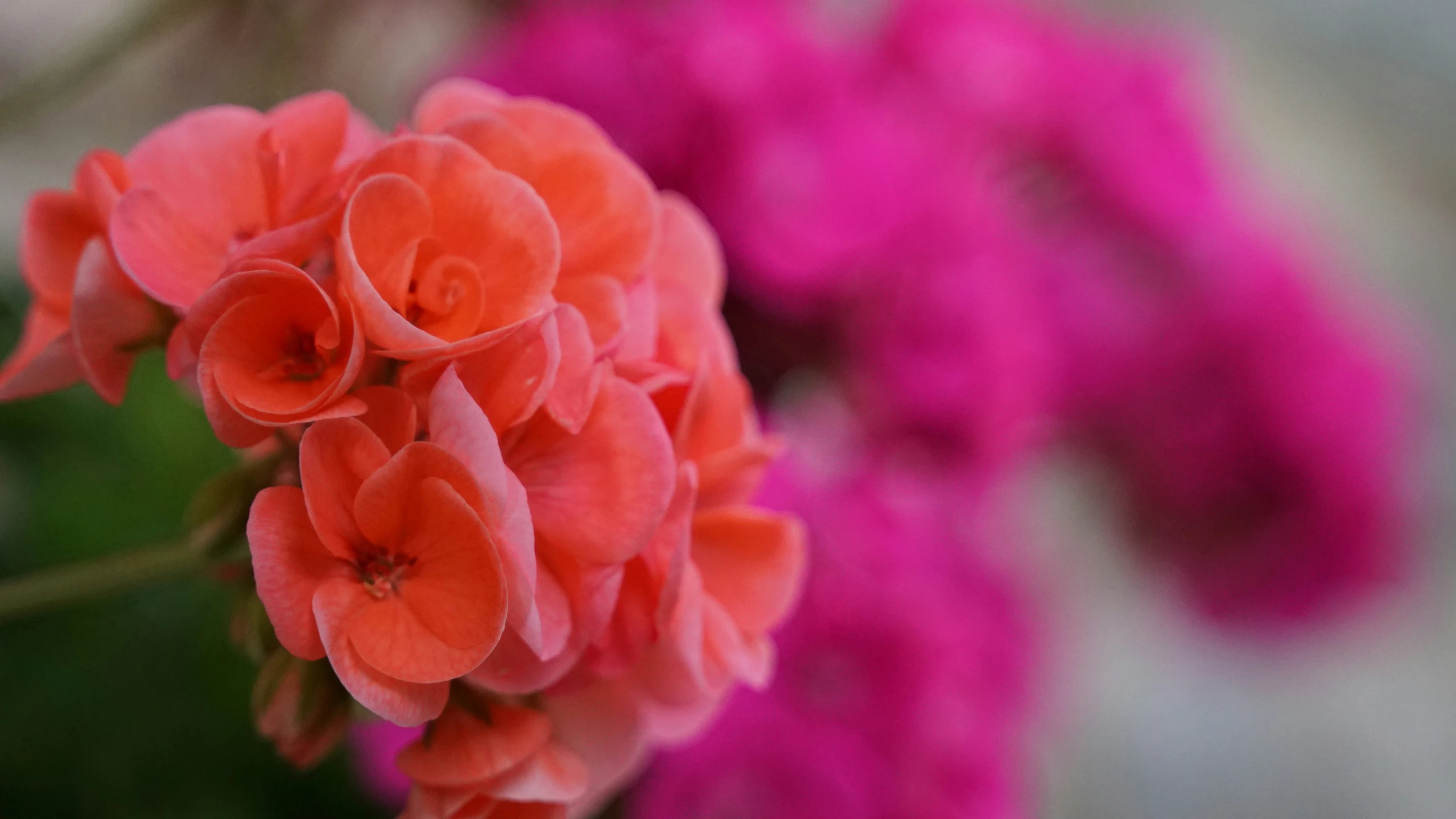 bright pink flowers blooming in a garden