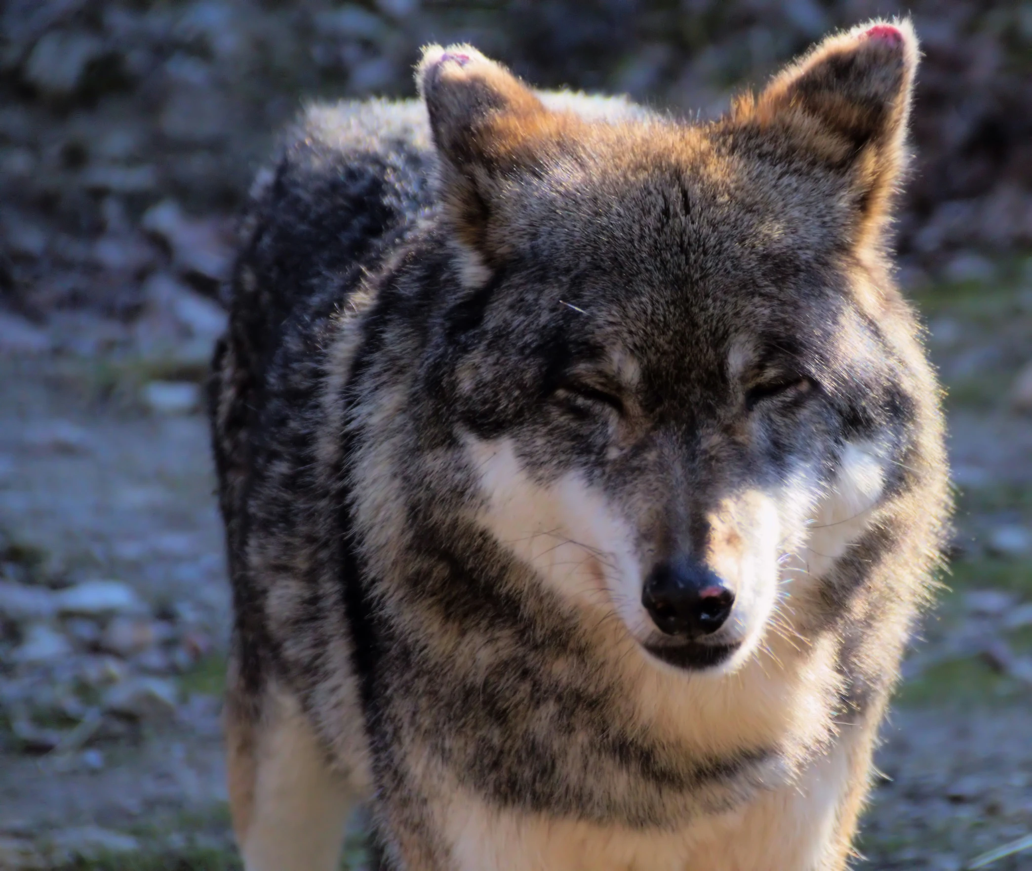 close up view of a wolf with his eyes closed