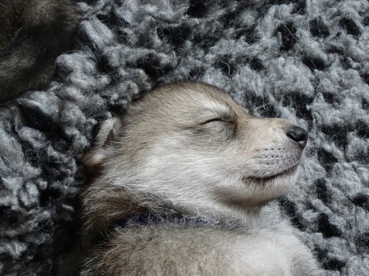 a baby fox is snuggled up against a fuzzy gray blanket