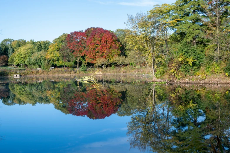 there is a large pond with many leaves in it