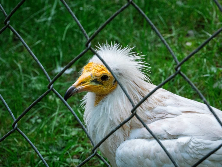 a large white bird is behind a fence