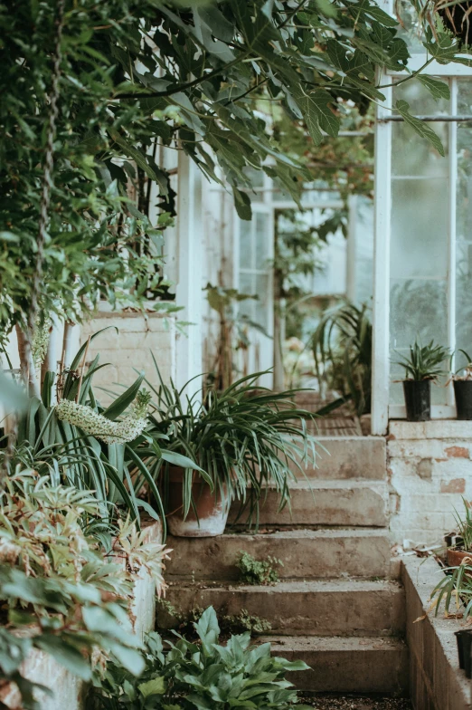 many plants are growing on the stairs and under them