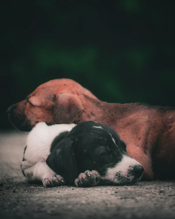 dog lying on its back while snuggling with another dog
