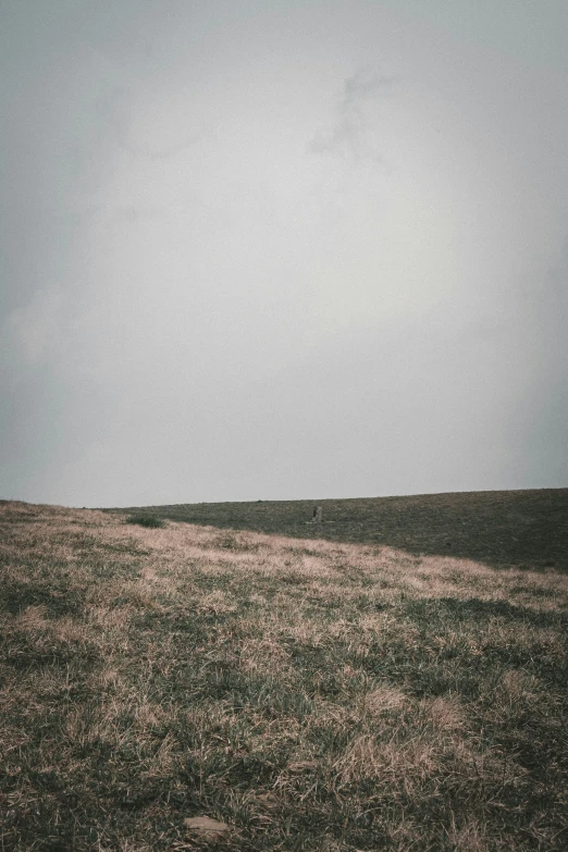 a lone, brown horse standing on a grassy plain