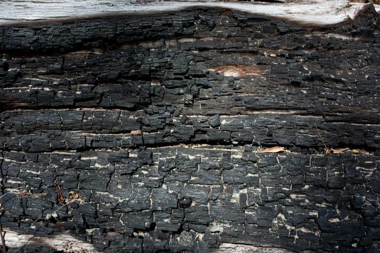 close up image of tree bark and other trees