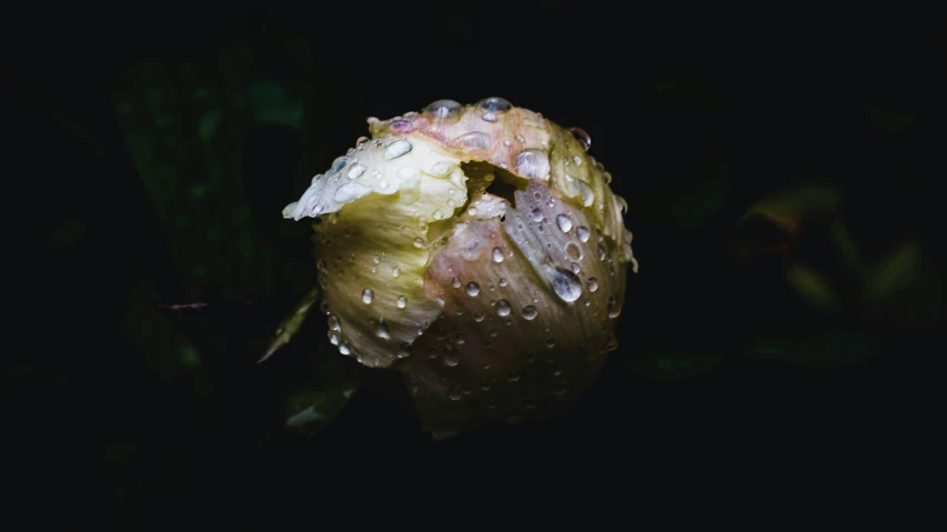 a single budding flower with rain droplets on it