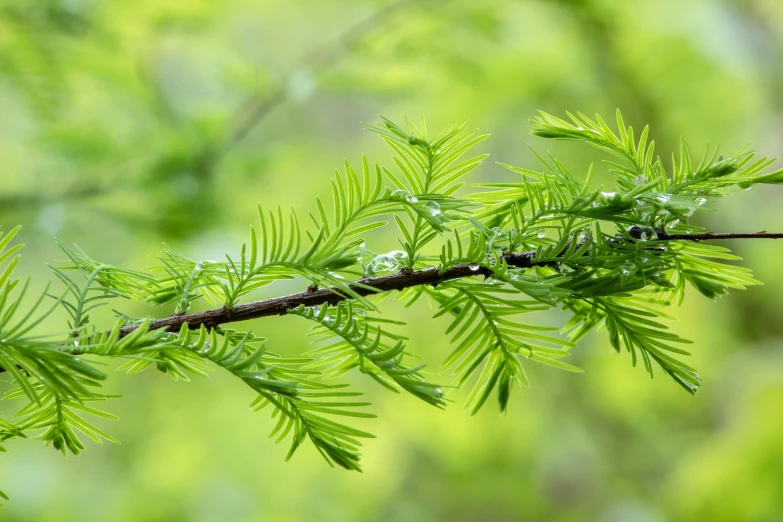 a nch with green leaves and water droplets on it