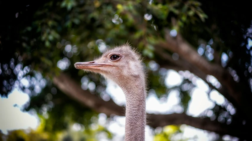 an ostrich stands in front of trees