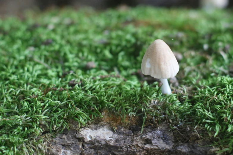 a tiny white mushroom is on some green moss