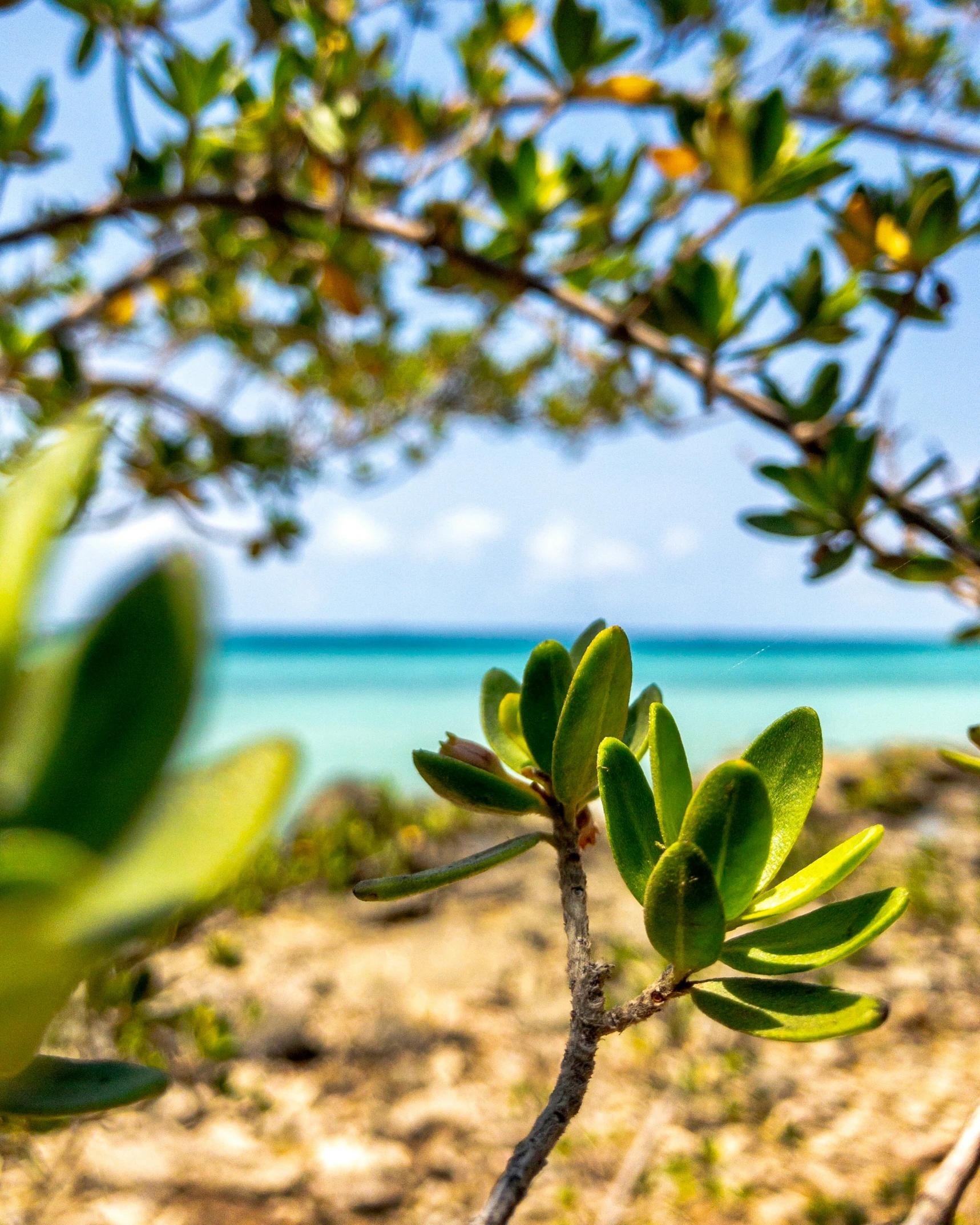 there is a small green tree in the middle of sand