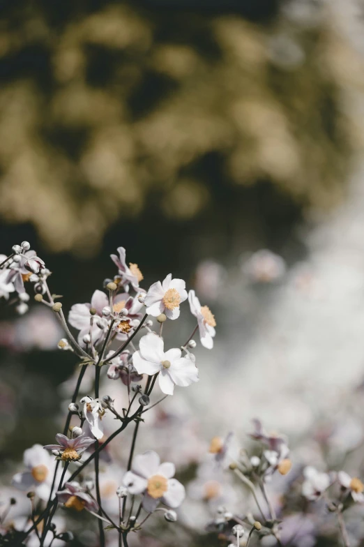 small white flowers growing in a field with yellow stems