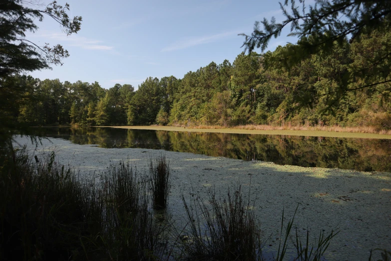 a beautiful lake in a wooded area with some bushes