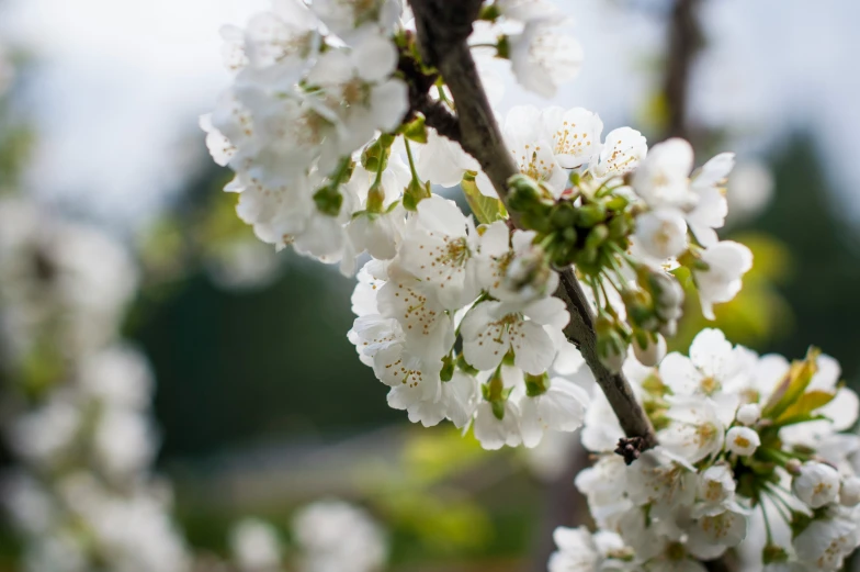 the nch of a blossoming cherry tree with white flowers