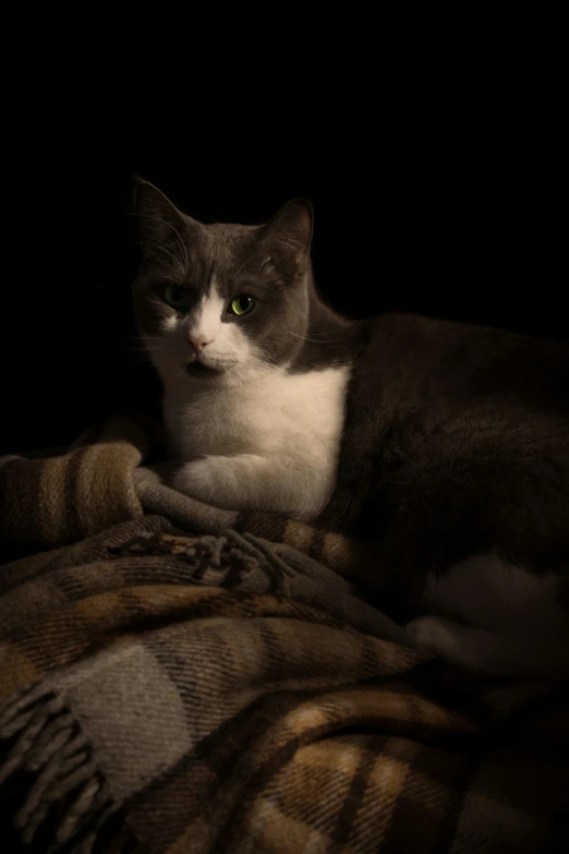 a cat sitting on a blanket looking directly into the camera