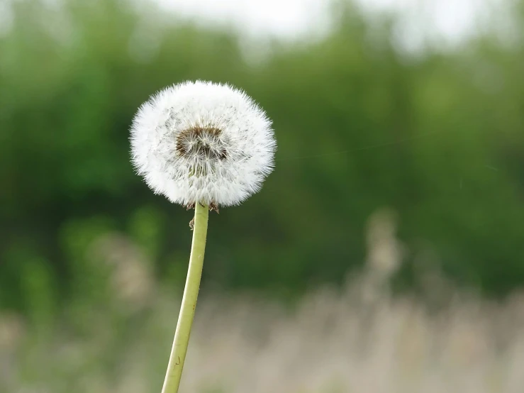 a single dandelion head standing still in a field