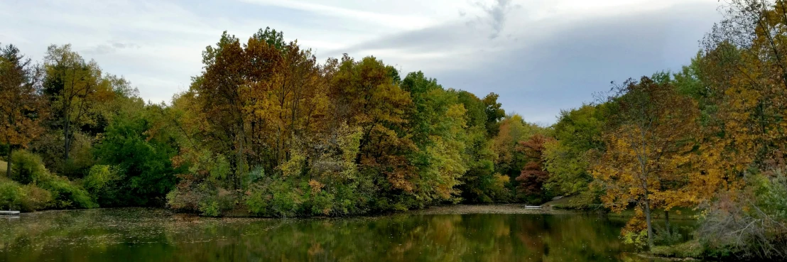 trees line the shoreline of a lake in a forest