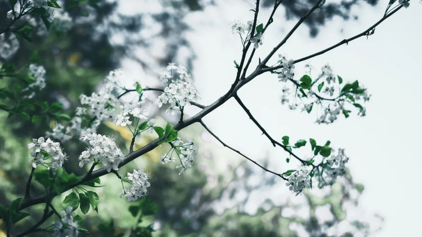 the nch of a white flowering tree with green leaves