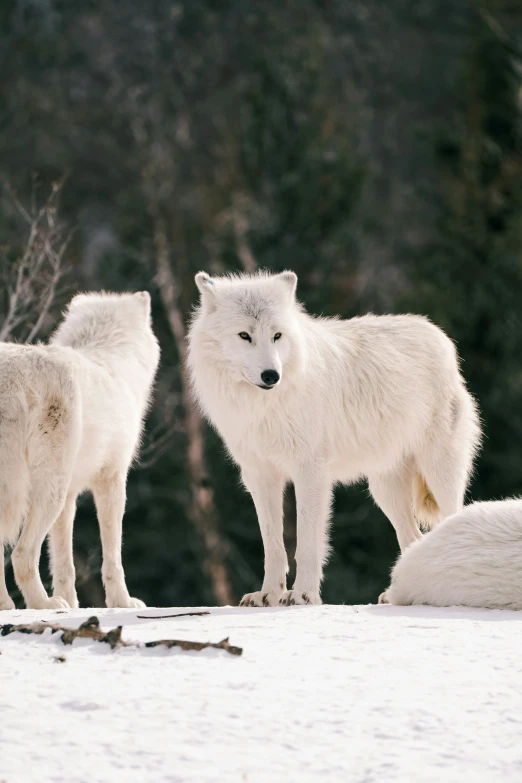 two white arctic wolfs in a snowy field