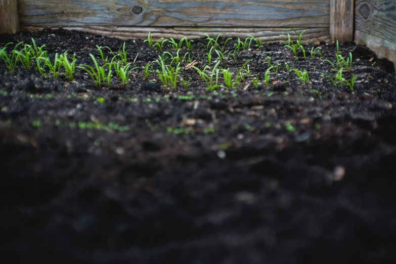 a few plants are sprouting in a garden area