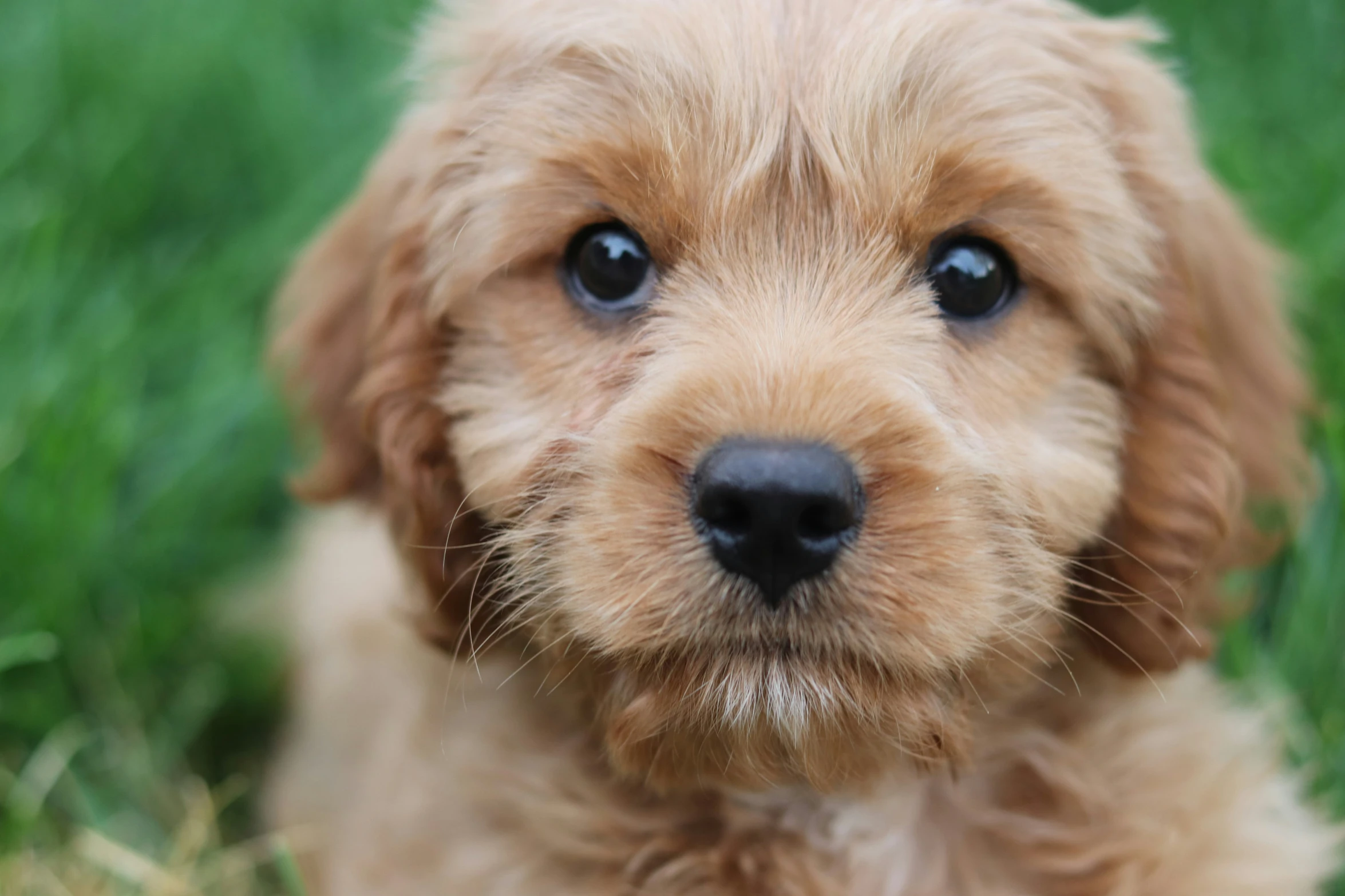 a close up s of a dog with blue eyes