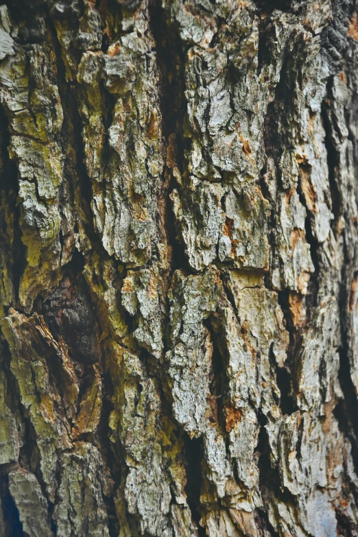 the bark of a large pine tree is brown