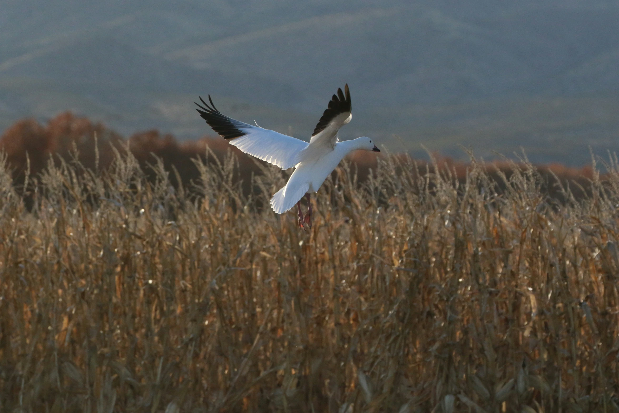 a bird flying over a field with dry grass