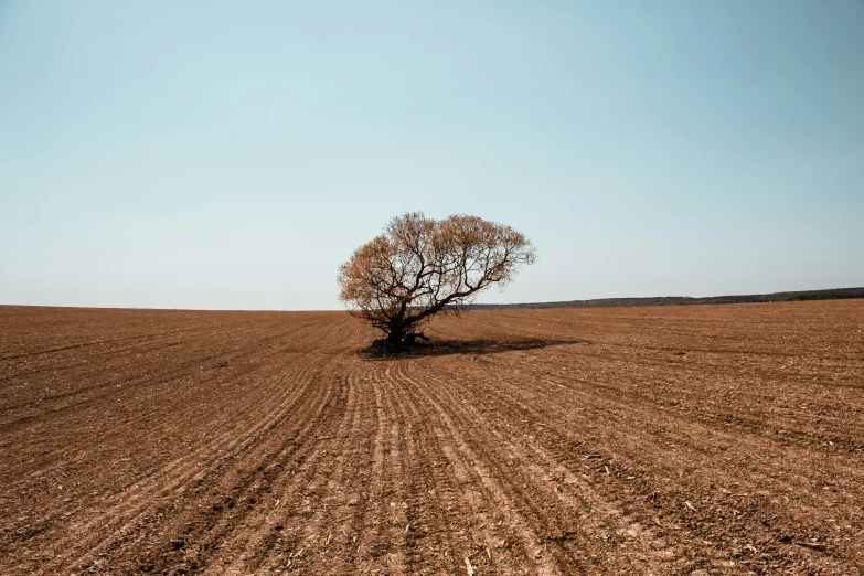 a tree standing alone in a field