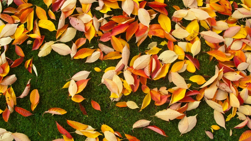 grass with colored leaves next to each other