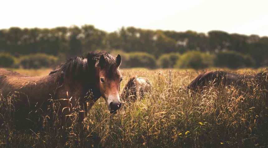 some horses standing in the tall grass near trees