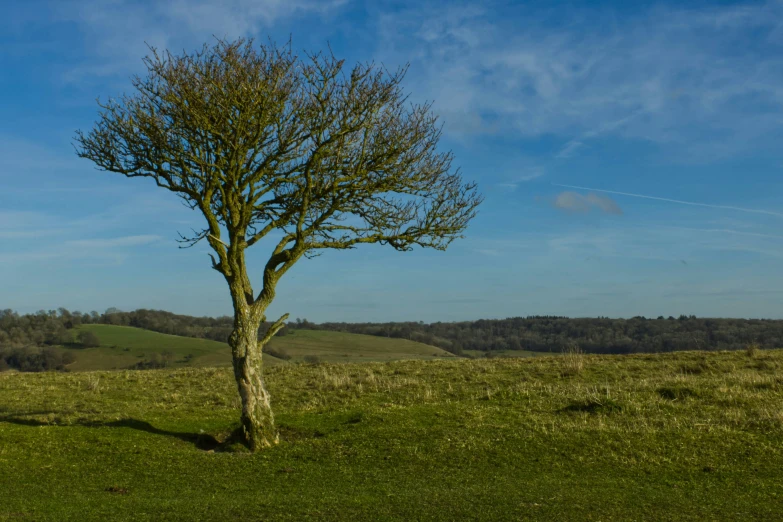 a tall, green tree stands in the middle of a grassy field