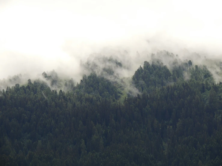 green forest behind the clouds and on to the sky