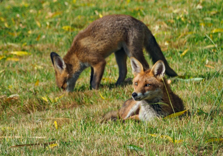 a young fox is standing beside an adult fox in the grass