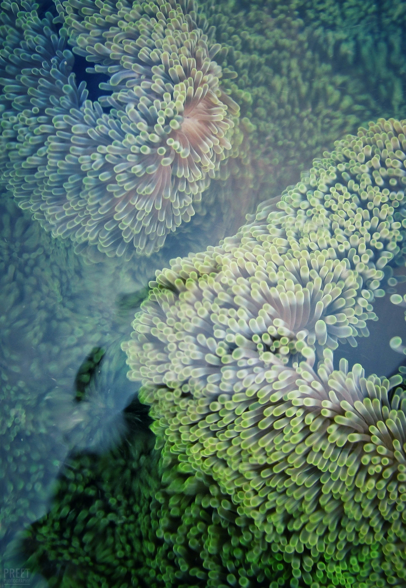 green and pink plant life growing in the ocean