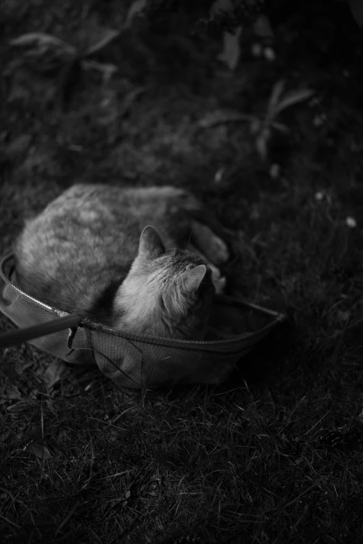 a gray cat sleeping in a bowl on the ground