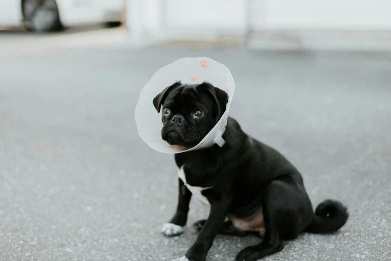 a puppy with a cone on its head