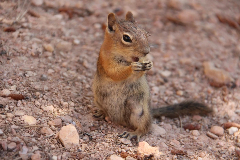 a chipmun sits in the middle of gravel